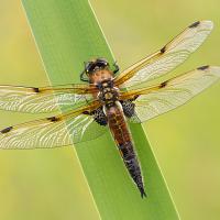 Four Spotted Chaser 6 